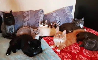 Квартира, в которой много кошек | Пикабу