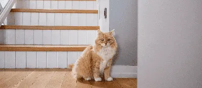 Чем полезна кошка в доме: ваш талисман на счастье - PrimaMedia.ru