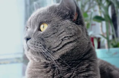 Миром правят котики: когда в доме появляется кот – жизнь в нем меняется  навсегда - Delfi RUS