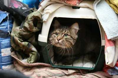 Дома кот Пузик первым бросился к спасенному хозяину — Регион 64