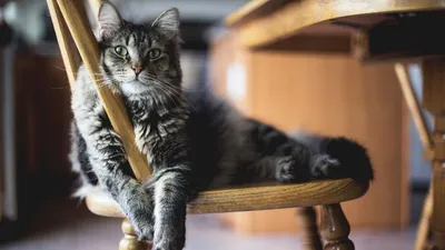 Кошки дома ведут себя так, когда остаются сами | РБК Украина
