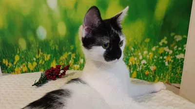 Символ везение или неудачи - черный кот дома | Статьи интернет магазина Вип  Питомца