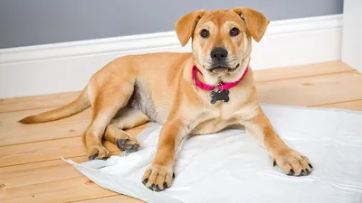 Как научить собаку оставаться одну дома | Ветеринария и жизнь