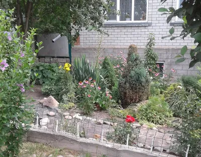 Палисадник перед домом, плюсы и минусы трёх вариантов | Цветы, сад и огород  | Дзен