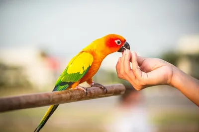 Попугаи, как домашние питомцы: какие преимущества и недостатки есть у  содержания птиц в домашних условиях. | Vasilisa Premudrya | Дзен