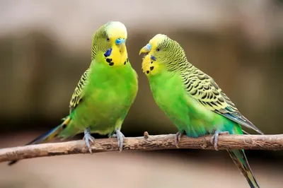Волнистый попугайчик: содержание дома и особенности ухода - Заповедник