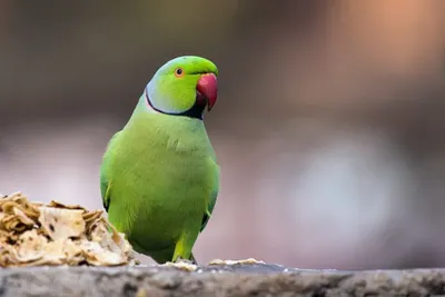 Индийский кольчатый попугай: содержание дома и особенности ухода -  Заповедник