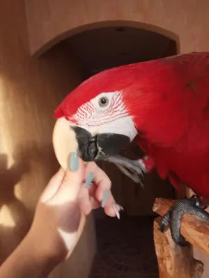 10+ фото очаровательных попугаев, доказывающих, что с птицами в доме не  бывает скучно