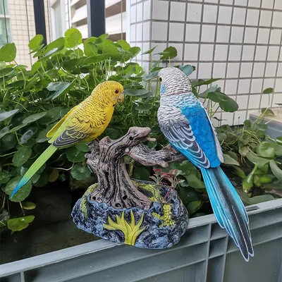 Домашние птицы попугаи - 65 фото