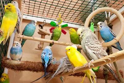 Имитация звука Управление птицы Попугай прекрасный комплект из 2 единиц  попугай Электрический искусственные игрушки птицы поющей птичкой для дома  садовые украшения | AliExpress