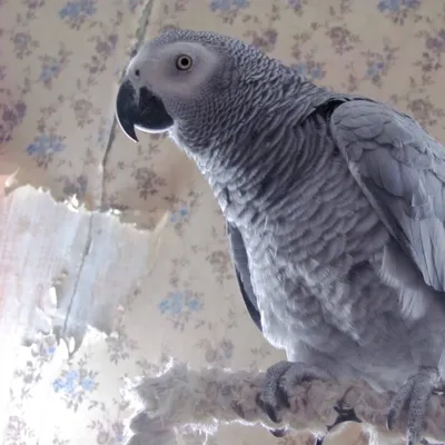 Жительница поселка под Воронежем держит дома попугаев 3 видов