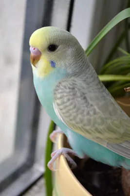 Попугай - не только птица, но и домашний питомец» — создано в Шедевруме