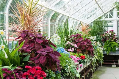 Обустройство зимнего сада в частном доме: Как обустроить зимний сад в доме,  советы по организации | Houzz Россия