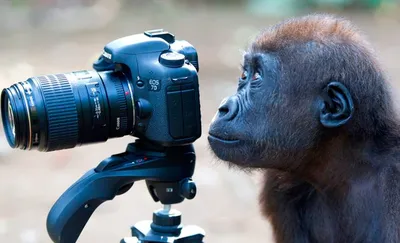 Как стать профессиональным фотографом