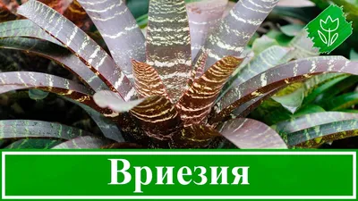 Фото Фризеи (Вриезии) - прекрасное дополнение к любому интерьеру