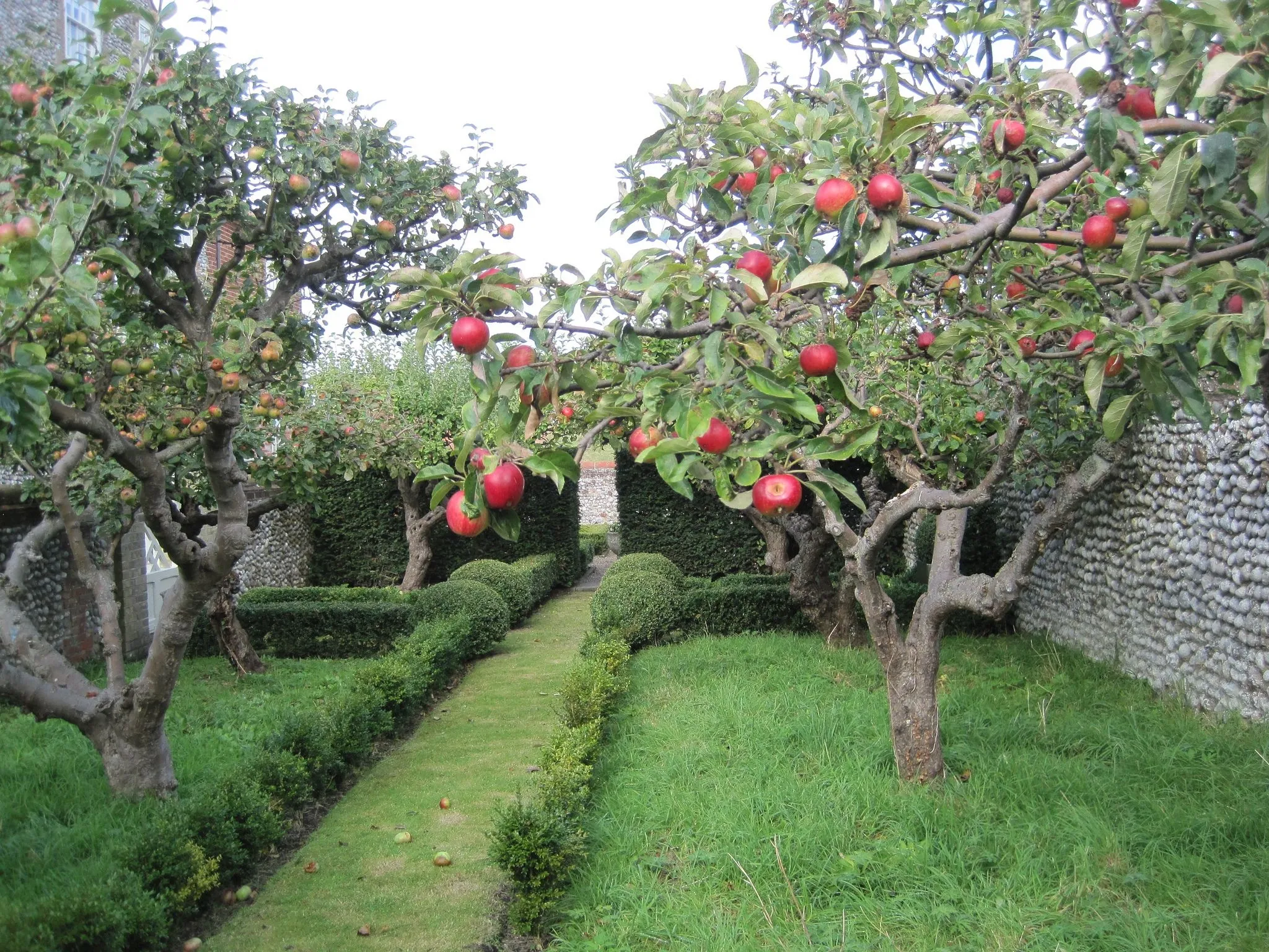 Пальметта яблоня