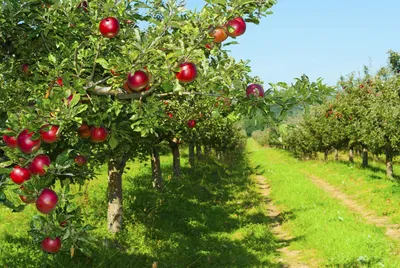 Изображение с Фруктовых Садов: где свежесть и аромат - в каждом плоде