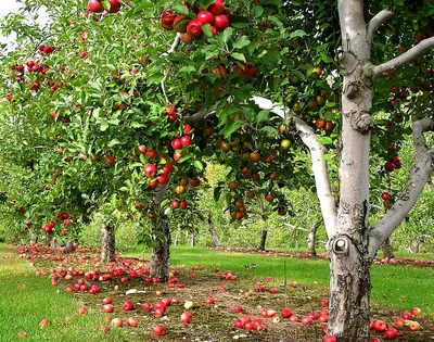 Фото Фруктовых Садов: где каждый плод - результат заботы и любви