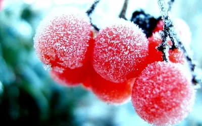 5 самых популярных экзотических фруктов - Экзотические фрукты Манго Лавка –  Экзотические фрукты Mango Лавка Москва
