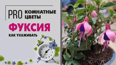 Изображение Фуксии: прекрасное растение для украшения дома