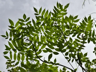 European ash - Fraxinus excelsior | Plants | Kew