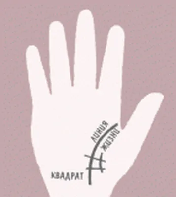 Гадание по руке: как считывать линии и знаки на ладони? Хиромантия для  начинающих | Лисичка | Дзен