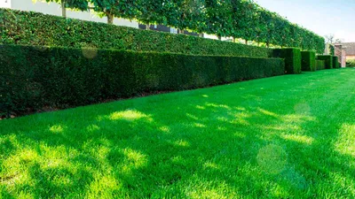 Искусственный газон 1,2х3,5 м трава для декора в рулоне для балкона дома  сада дачи - купить с доставкой по выгодным ценам в интернет-магазине OZON  (934354090)