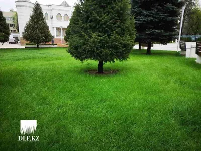 Газон в частном доме — как часто косить траву газонокосилкой, когда  начинать в марте / NV