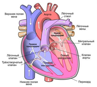 Болезни сердца у женщин. Факторы риска развития сердечно-сосудистой болезни
