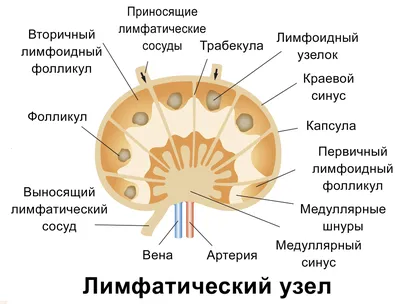 Рак полового члена: симптомы, признаки, диагностика, лечение