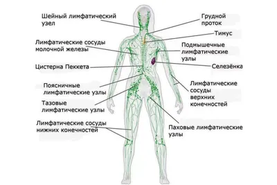 Лимфаденит: причины, симптомы, препараты для лечения в - МИС Аптека 9-1-1