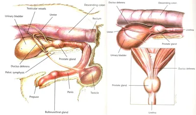 Рак полового члена: симптомы, причины, стадии, диагностика, методы лечения  и прогноз онкологии пениса