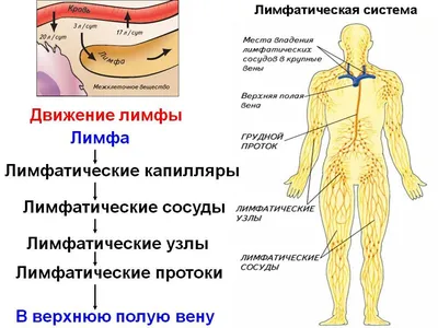 Инфекционный мононуклеоз