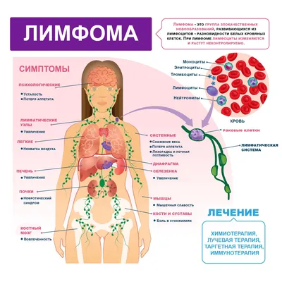 Что такое лимфа. | ВКонтакте