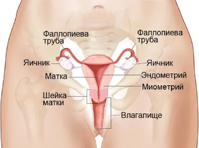 Почему воспаляются лимфоузлы? | Блог о здоровье