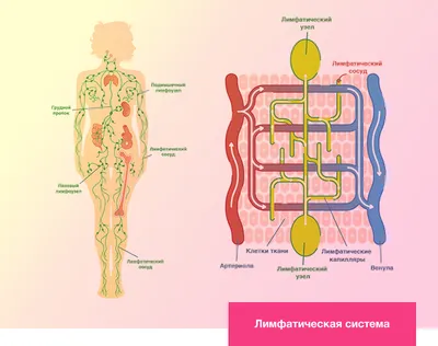 Влияние пигмента для татуажа на лимфоузлы: возможные риски