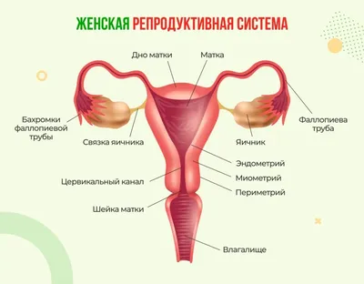 Где находятся придатки картинка фотографии