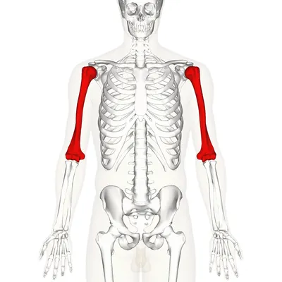 Плечевая кость — Википедия