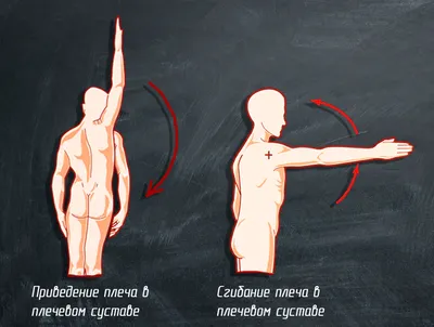 Биомеханика в спортзале: как накачать мышцы, используя принцип рычага -  Лайфхакер