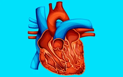 Кардиология - Сердце имеет сложное строение и выполняет не... | Facebook