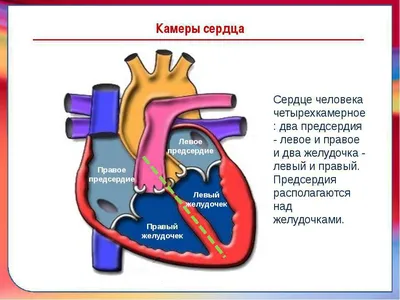 Что такое пульс? 10 интересных фактов о сердце