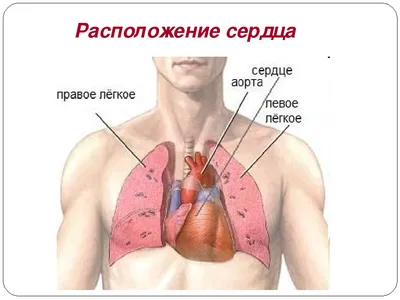 Жидкость в полости перикарда