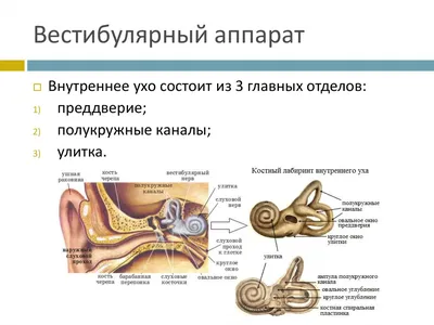 Почему сердце находится слева, а стрелки часов движутся вправо. Тайны  асимметричности мира (Крис МакМанус) - купить книгу с доставкой в  интернет-магазине «Читай-город». ISBN: 978-5-04-110091-9