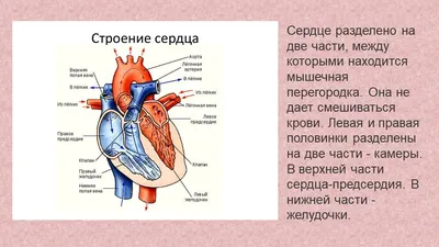Красное Сердце Который Находится В Руках Линия Сердцебиения — стоковая  векторная графика и другие изображения на тему Болезнь - iStock