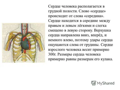 Почему сердце находится слева, а стрелки часов движутся вправо. Тайны  асимметричности мира | Макманус Крис - купить с доставкой по выгодным ценам  в интернет-магазине OZON (736799370)