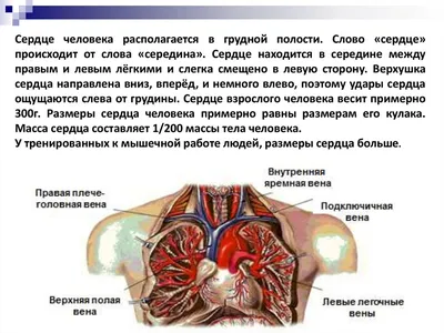 К ВОПРОСУ О МОРФОЛОГИИ СЕРДЦА ПТИЦ И РАЗВИТИИ В ОНТОГЕНЕЗЕ И ФИЛОГЕНЕЗЕ –  тема научной статьи по ветеринарным наукам читайте бесплатно текст  научно-исследовательской работы в электронной библиотеке КиберЛенинка