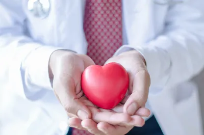 Топография и анатомия сердца - презентация онлайн