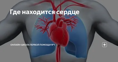 Сердце человека: где находится, как выглядит и работает, почему может болеть