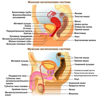 Аугментация (наполнение) точки G