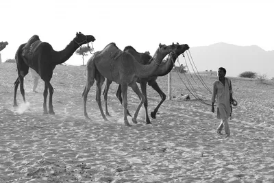 верблюд в пустыне, верблюд, пустыня, день фон картинки и Фото для  бесплатной загрузки